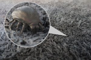 Dust Mites and Clean Carpets and Upholstery