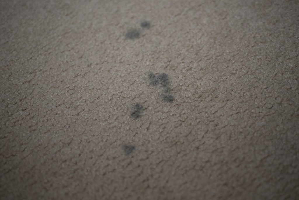 Mold in Carpeting Should Be Cleaned or Removed