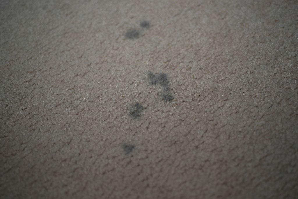 Mold in Carpeting Should Be Cleaned or Removed