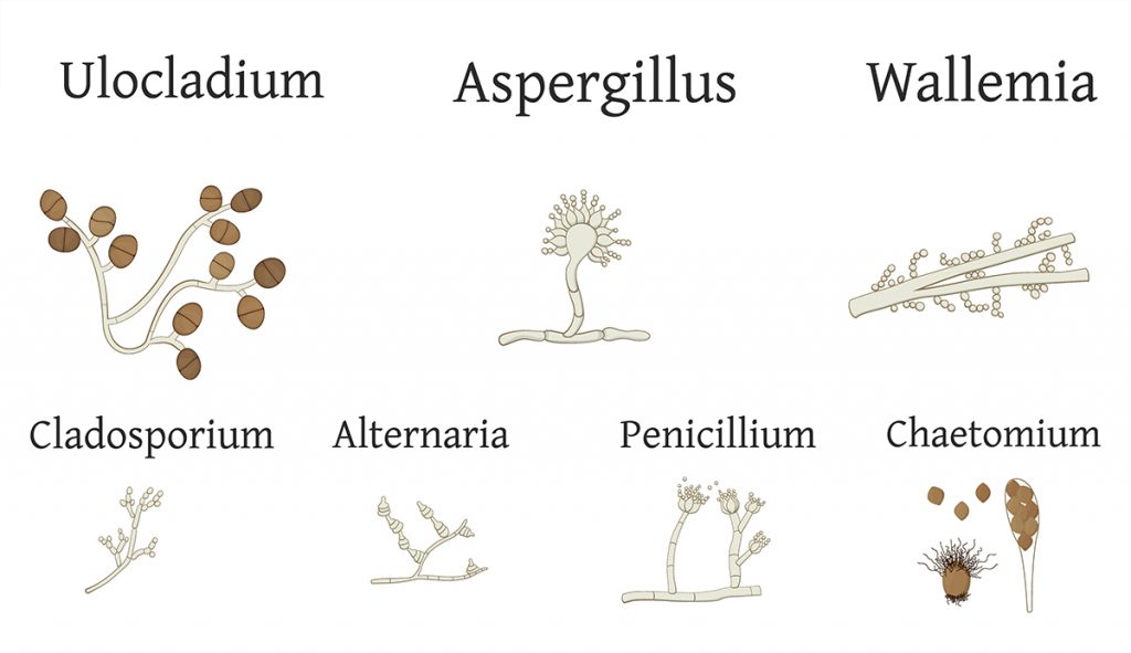 Several Type of Common Household Molds