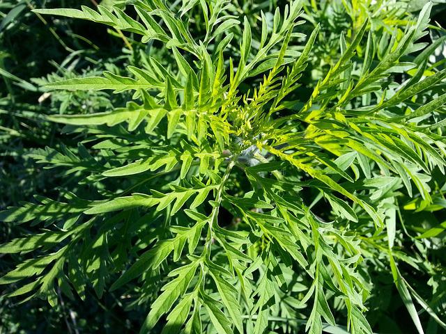 Ragweed and Your Carpets