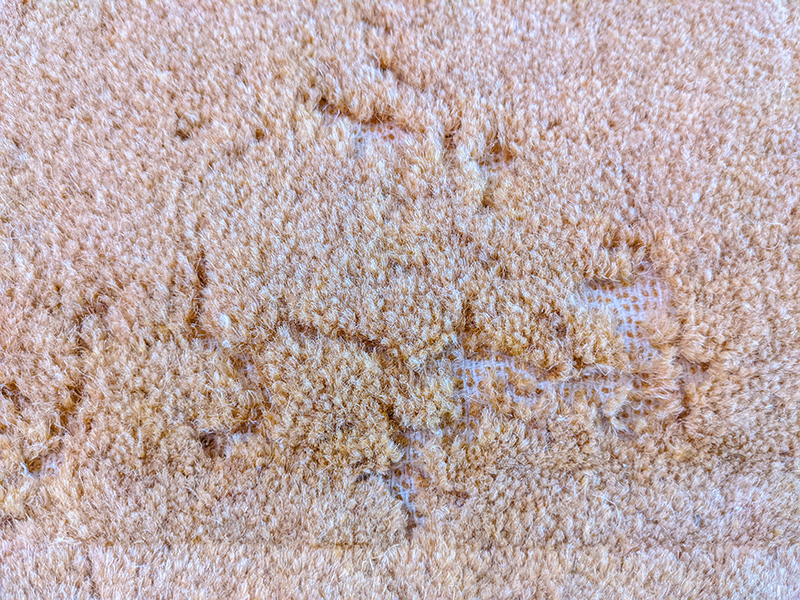 Damaged Carpeting